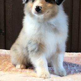 Australian Shepherd Puppies from Storybrooke Australian Shepherds