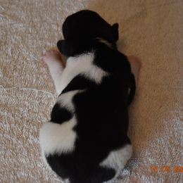 Girl 5 - Rat Terrier puppy in White City, Oregon from Walkabout Australian Kelpies and Rat Terriers