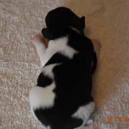 Girl 5 - Rat Terrier puppy in White City, Oregon from Walkabout Australian Kelpies and Rat Terriers