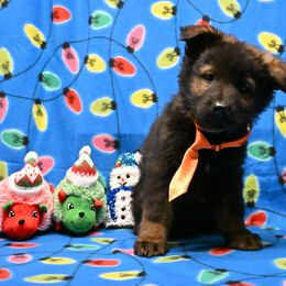 Orange collar (used to be Lt Blue) - Sable female German Shepherd puppy in Ramsey, Illinois from Haus-Farr German Shepherds