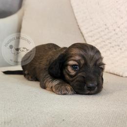 Rotini - Cream male Dachshund puppy in Dighton, Massachusetts from Powerdox Dachshunds