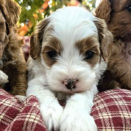 Dancer - Blenheim male Cavapoo puppy in Blackfoot, Idaho from Rocky Desert Goldens and Cavaliers