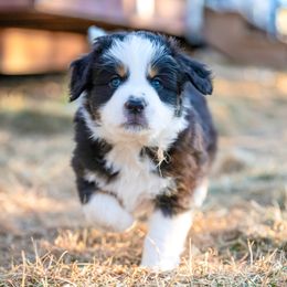 Australian Shepherd and Miniature Australian Shepherd Puppies from Black Hills Aussies