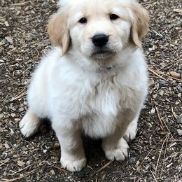 Golden Retriever Puppies from Haven Acre Goldens