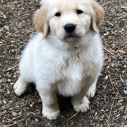Golden Retriever Puppies from Haven Acre Goldens