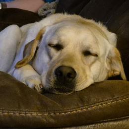 Labrador Retrievers from Stone Shoe Ranch Labrador Retrievers
