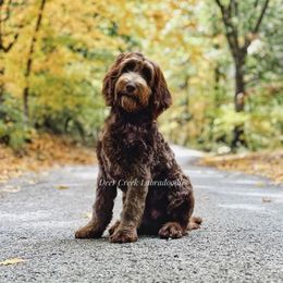 Australian Labradoodle, Cavapoo, and Goldendoodle Puppies from Deer Creek Labradoodles