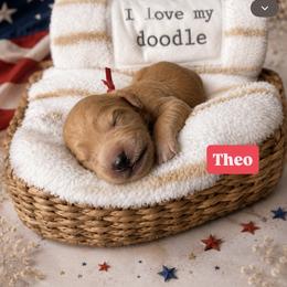 Theo aka Red Collar - Apricot male Goldendoodle puppy in Portland, Tennessee from Happy_Tails_by_TJ
