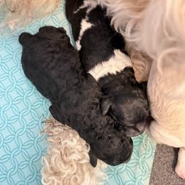 Green Collar Boy - Parti male Goldendoodle puppy in Litchfield, Connecticut from Gracie Doodles CT