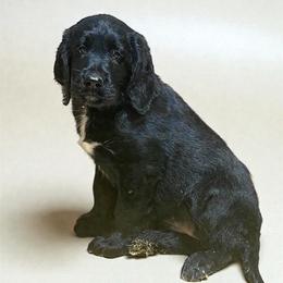 Sidney - Black female Labradoodle puppy in Beecher, Illinois from Erica’s Doodles