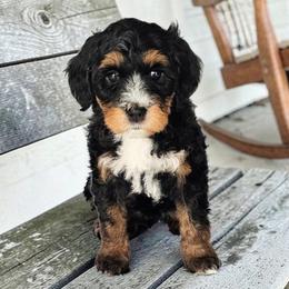 Buffy - Tri-color female Bernedoodle puppy in Glenford, Ohio from Mi-De Doodles