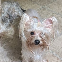 Yorkshire Terriers from Joe Sil's Yorkshire Terriers
