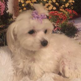 Marshmallow - Maltese