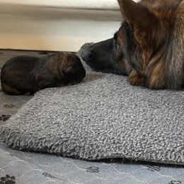 Cupid - Sable male German Shepherd puppy in Beaverdam, Virginia from B&R Kennel