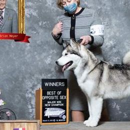 Alaskan Malamutes from Crosswynds Kennels