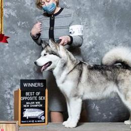 Alaskan Malamutes from Crosswynds Kennels
