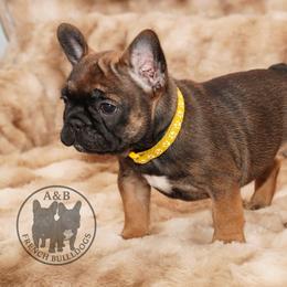 Girl 1 - Fawn female French Bulldog puppy in Schaumburg, Illinois from A & B French Bulldogs