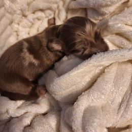 Caper - Fawn (isabella) and cream male Dachshund puppy in Hiddenite, North Carolina from Dannie's Doxies