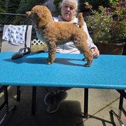 Red - Apricot female Poodle puppy in Orting, Washington from Coplar Creek Standard Poodles