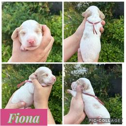 Fiona - Piebald female Dachshund puppy in Wichita Falls, Texas from Long Dogs in The Falls