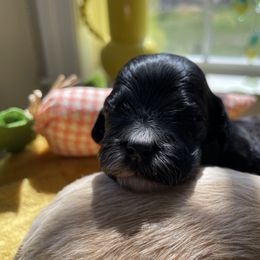 Australian Labradoodle Puppies from Wild Daisy Labradoodles