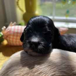 Australian Labradoodle Puppies from Wild Daisy Labradoodles