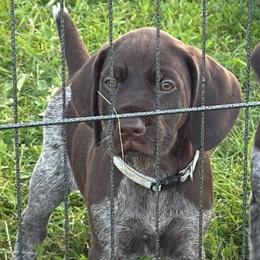 Boy 4 - Liver male German Wirehaired Pointer puppy in Mora, Minnesota from Reinberg Kennel