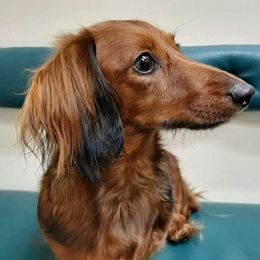 M - Dachshund