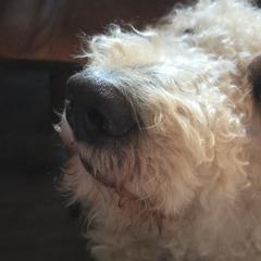 Double Doodles from Doodles of Sherwood Forest