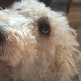 Double Doodles from Doodles of Sherwood Forest