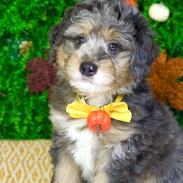 Oakley - Merle male Goldendoodle puppy in Brandon, Florida from Murphys Doodles
