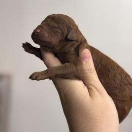 Scarlet - Red  female Poodle puppy in Osyka, Mississippi from Southern Sunshine Standards