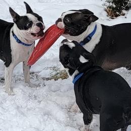Boston Terriers from McMiesz
