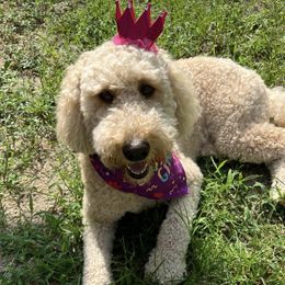 Assorted Doodle Crosses, Goldendoodle, and Poodle All Grown Up from Kava Kennels