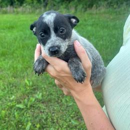Sadie - Blue female Australian Cattle Dog puppy in Timpson, Texas from Double S Kennel
