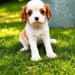 Cavalier King Charles Spaniel Puppies from King Charles