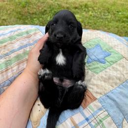 Red collar - Brindle male Dachshund puppy in Onalaska, Washington from FairyTail Dachshunds