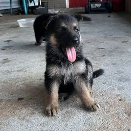 Purple - Black and red female German Shepherd puppy in Lake Charlse, Louisiana from Dettaalpha Kennels