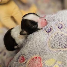 Tessa - White black and tan female Papillon puppy in Conetoe, North Carolina from Southern Belle's Biewer Terriers & Papillons