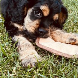 Cocker Spaniels from Hilltop Cockers