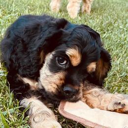 Cocker Spaniels from Hilltop Cockers
