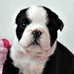 Bulldogs, Dachshunds, French Bulldogs, and Great Danes from Trumans Great Danes