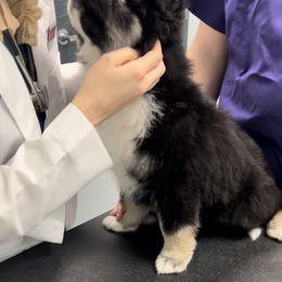Pomsky Puppies from PomskyParadise