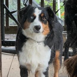 Trix - Miniature American Shepherd
