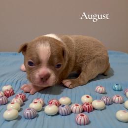 August (AKC) - Lilac male Boston Terrier puppy in Galt, California from Monkey Biz Bostons