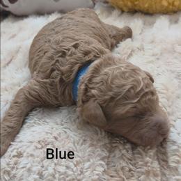 Blue Collar - Red  male Goldendoodle puppy in Fayetteville, North Carolina from Frannie's Goldendoodle Puppies