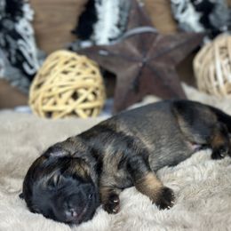 Xero - Grey - Black and red male German Shepherd puppy in Iola, Wisconsin from DeFelice's German Shepherds