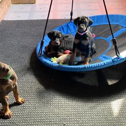 Doberman Pinscher Puppies from Jensen Dobermans