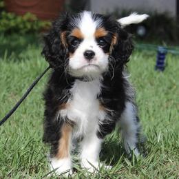 Cavalier King Charles Spaniel Puppies from Ohana Cavaliers