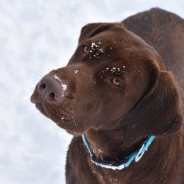 Dilute Retrievers from McKay Creek Labs